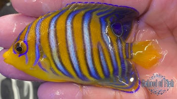 Red Sea Regal Angelfish #2