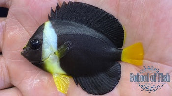 False Personifer Angelfish Juvenile #3