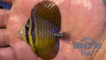 Red Sea Desjardini Tang Juvenile #2