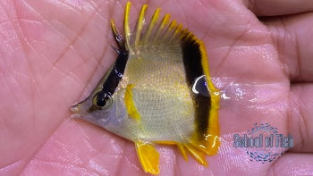 Marcella Butterfly #4 1.5"