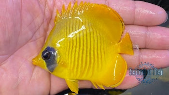 Semivalartus Butterflyfish