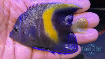 Maculosa Angelfish #1