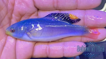 Greenback Scotts Fairy Wrasse