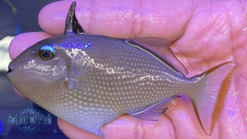 Blue Throat Triggerfish Female