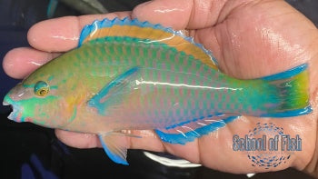 Quoyi Parrotfish #4