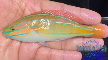Orange Axle Wrasse