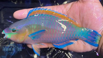 Quoyi Parrotfish #5