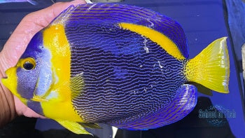 Scribbled Angel Show Size