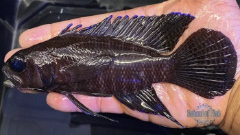 Aussie Blue Tip Longfin Grouper 5"