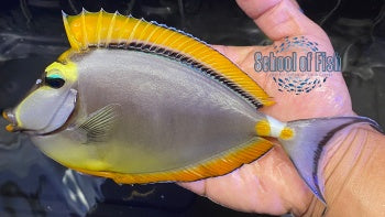 Blonde Naso Tang 6"