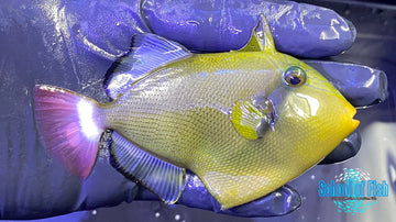 Pink Tail Triggerfish