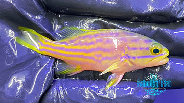 Polleni Grouper Juvenile