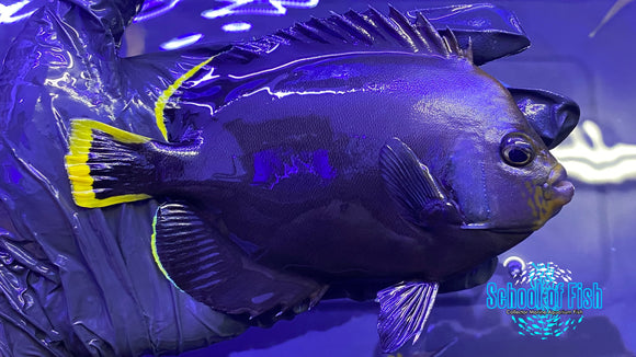 Grey Poma Angelfish 4.5"