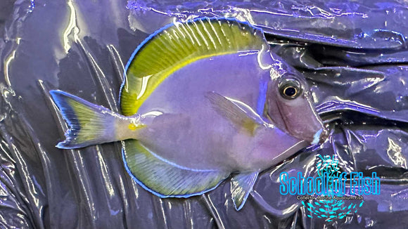 Powder Purple Tang S1