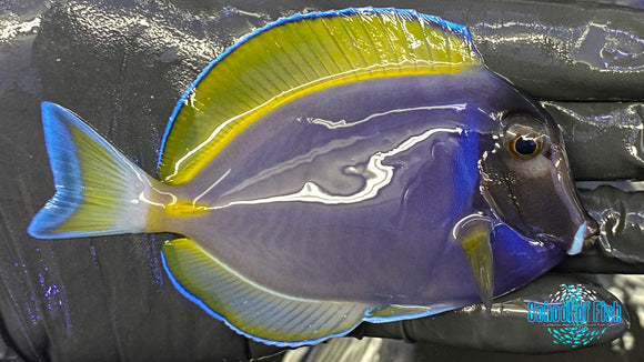 Powder Purple Tang