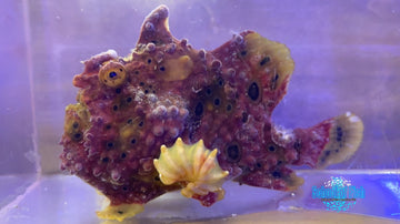 Purple Monster Anglerfish