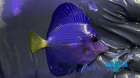 Purple Tang Captive Bred 1.5" L1