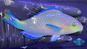 Quoy's Parrotfish 5"