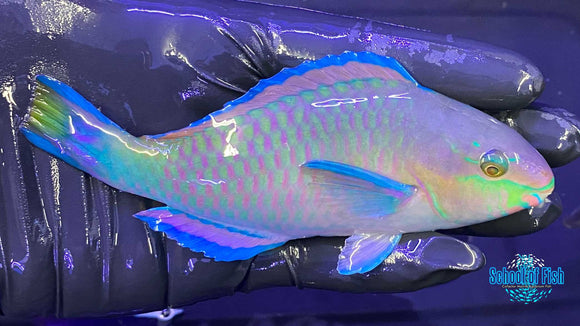 Quoy's Parrotfish 5"