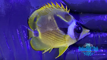 Raccoon Butterflyfish