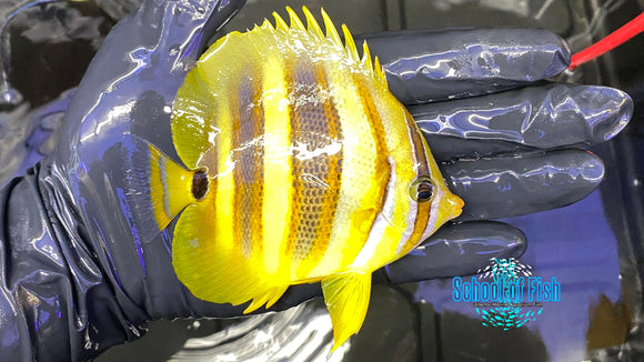 Rainford Butterfly #1