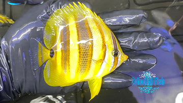 Rainford Butterfly #2