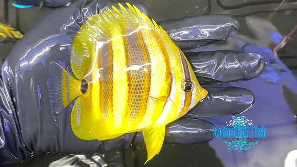 Rainford Butterfly #2