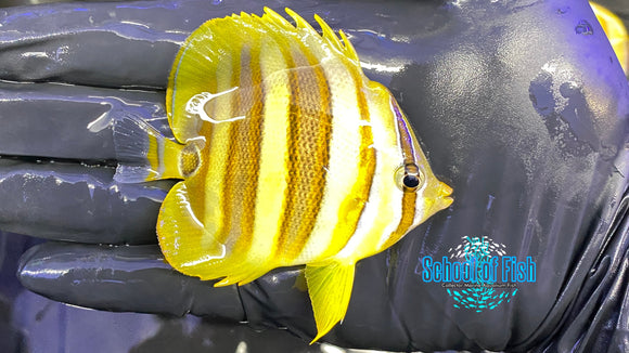 Rainford Butterfly #3