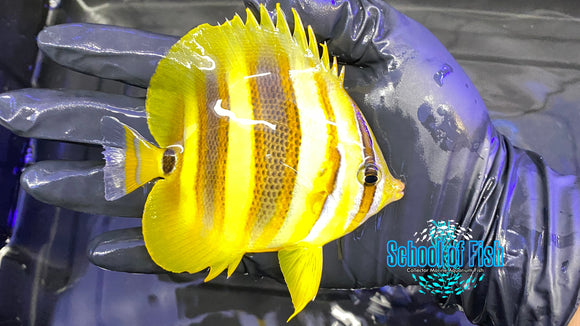 Rainford Butterfly #4