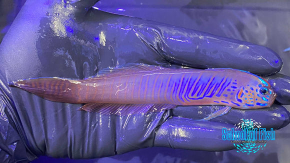 Blue-barred Ribbon Goby #1