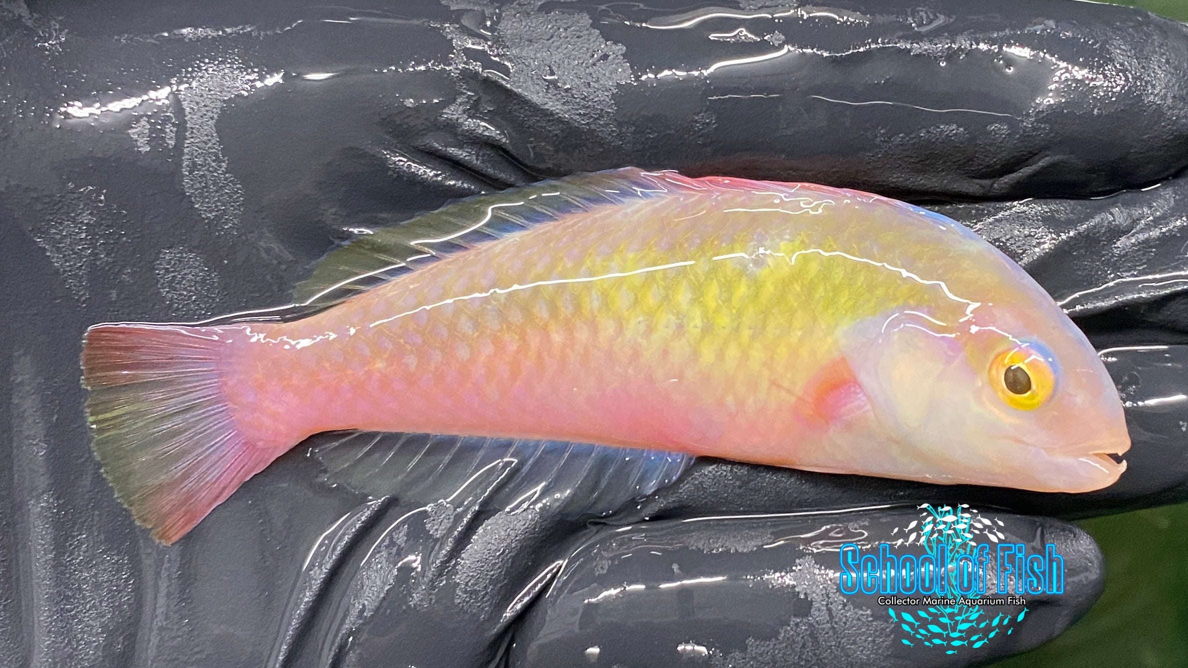 Halsted Razor Wrasse Male #2 | School of Fish Online Store