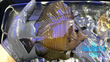 Red Sea Dejardini Sailfin Tang XL