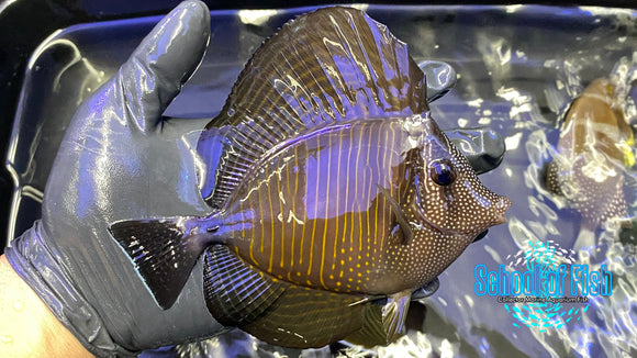 Red Sea Dejardini Sailfin Tang XL