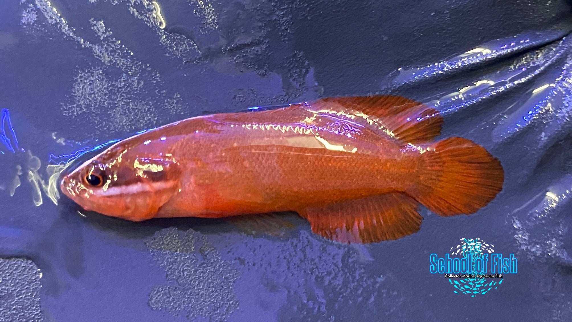 Red Soapfish #1
