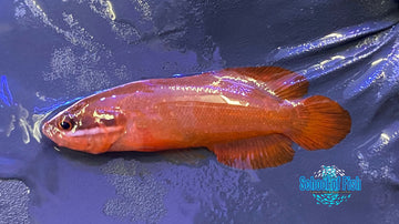 Red Soapfish #1