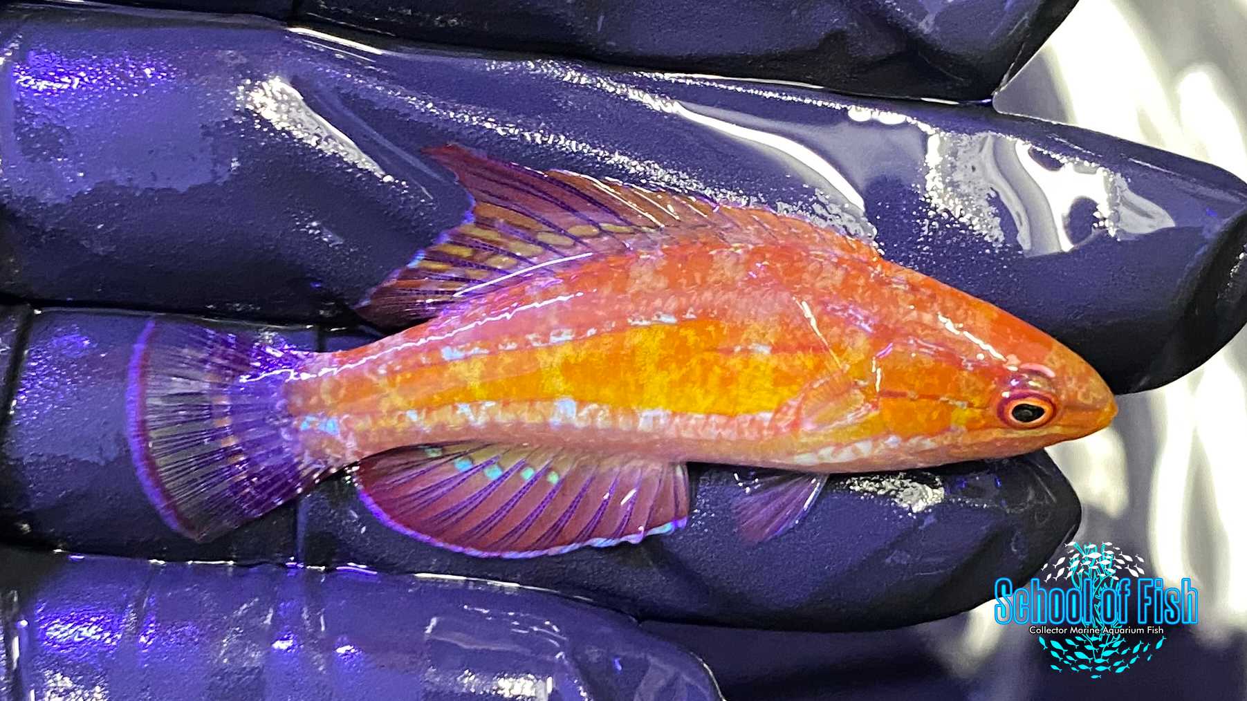 Red Tail Flasher Wrasse Male 2" #1
