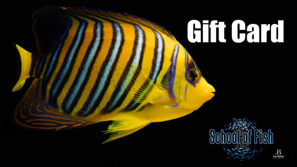 School of Fish Gift Card