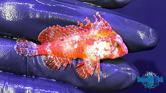 Pygmy Red Rooster Waspfish 1