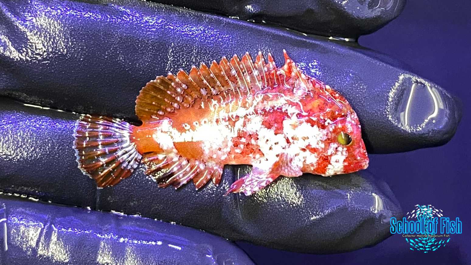 Pygmy Red Rooster Waspfish 2