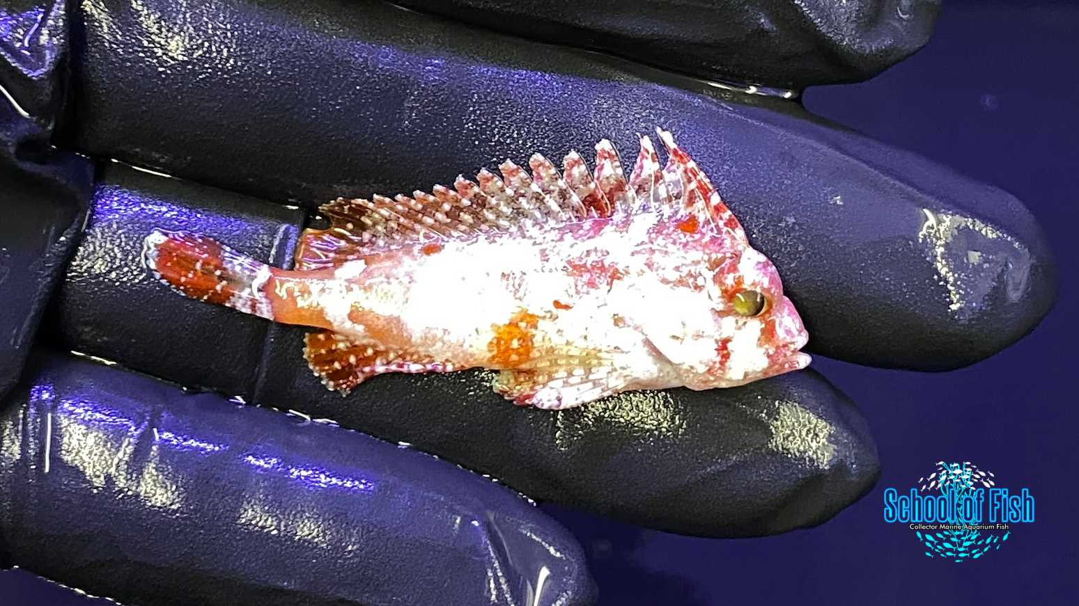 Pygmy Red Rooster Waspfish 3