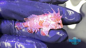 Pygmy Red Rooster Waspfish 5