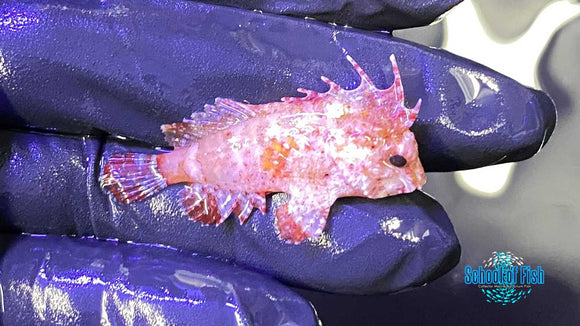 Pygmy Red Rooster Waspfish 5