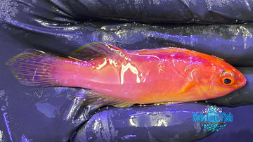 Rose Band Fairy Wrasse