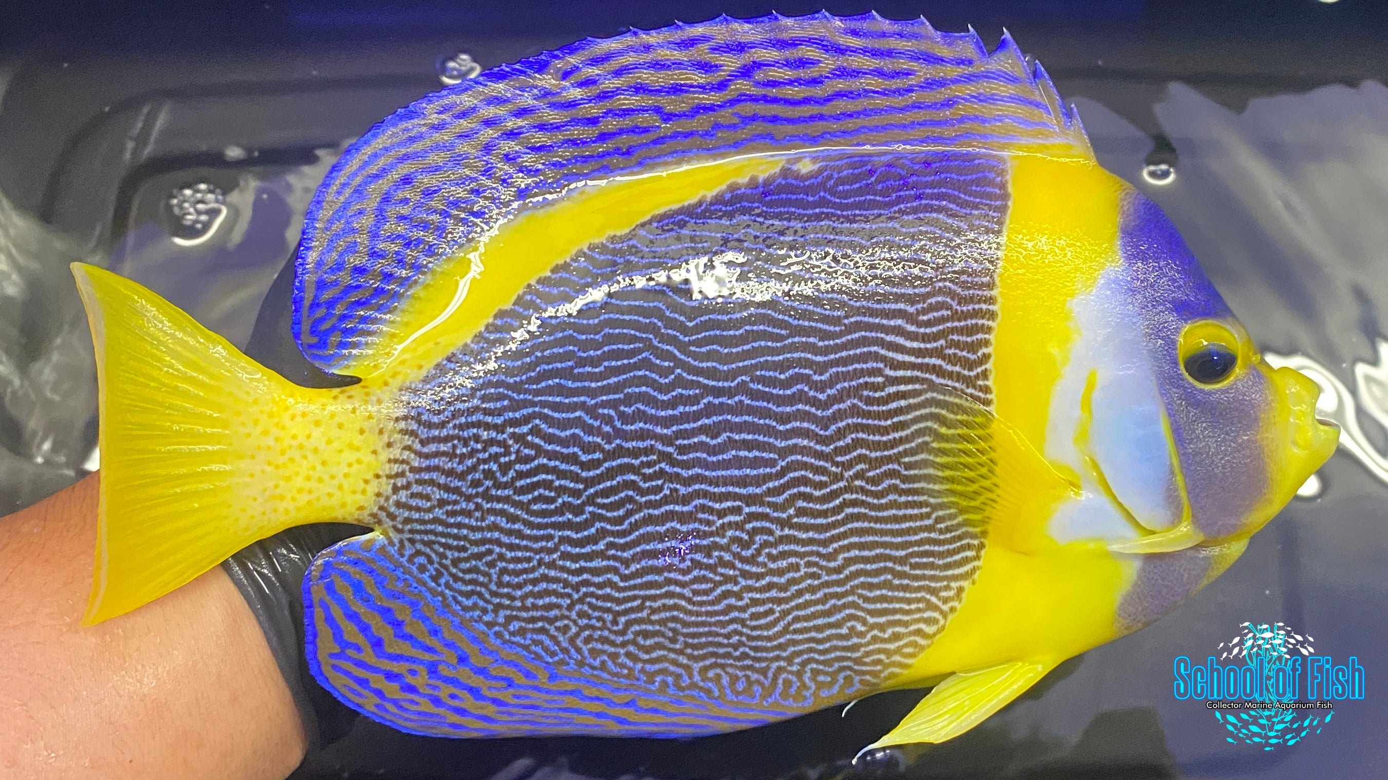 Scribbled Angelfish