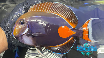 Achilles Tang SHOW (Acanthurus achilles) School of Fish Online Store School of Fish Online Store