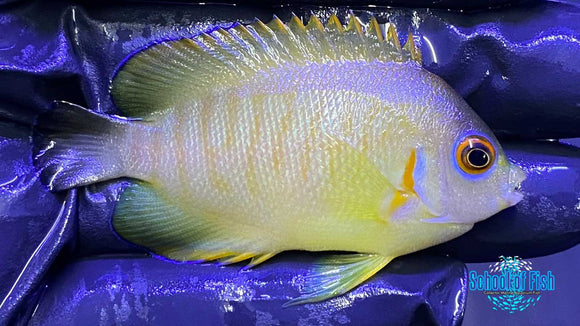 Captive Bred Tigerpyge Angelfish 2.25" #3