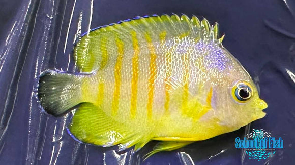 Tigerpyge Angelfish WILD
