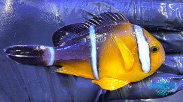 3-Band Anenomefish (WILD Marshal Island) Amphiprion tricinctus School of Fish Online Store School of Fish Online Store