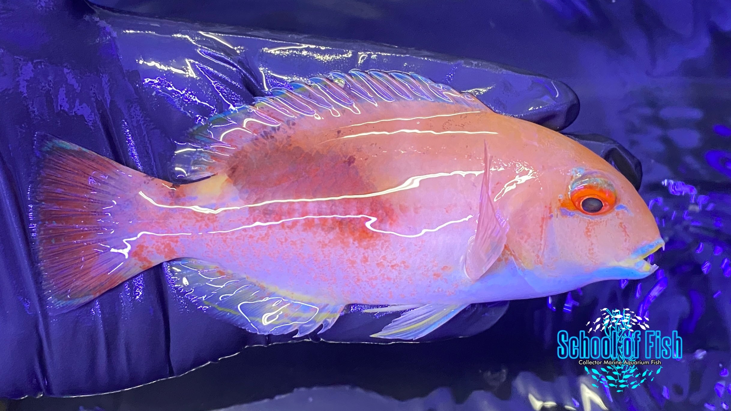Purple Eyebrowed Tuskfish 2