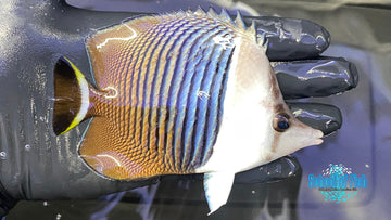 White Face Butterfly